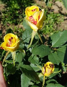 Simsalabim. Floribunda; Introduced in Germany by W. Kordes&amp;#039; Söhne. Blooms in flushes throughout the season.
