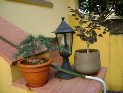 Cedrus deodara "feeling blue" & Loropetalum chinensis