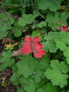 Geranium Philippe Vapelle; P2270522
