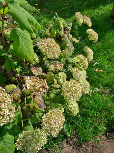 Hydrangea arb. Grandiflora