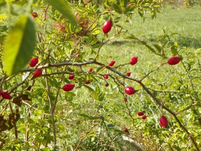 rosa canina