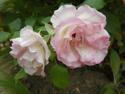 Bordure Rose