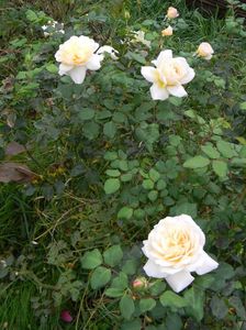 Crocus rose