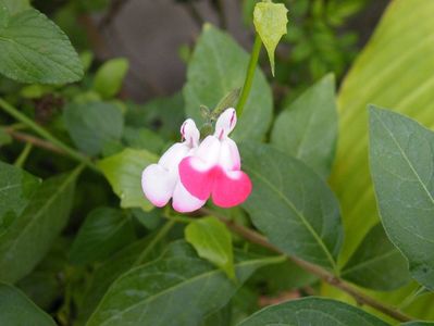 salvia pink lips