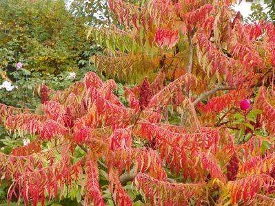 rhus typhina Laciniata