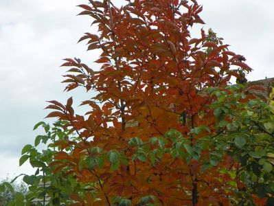 prunus kurilensis Ruby