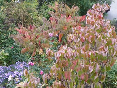 cornus kousa si rhus typhina Laciniata