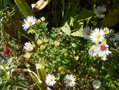 aster Schneekissen