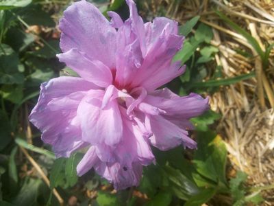 Hibiscus siriacus