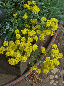 Alyssum peren; P1820331
