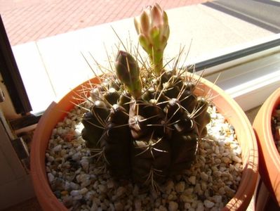 Gymnocalycium mihanovichii; 12 oct. 2017
