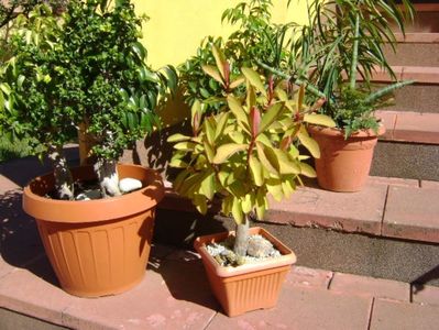 Diverse varietati de ficus