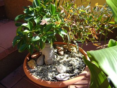 Ficus ginseng si Nandina domestica (Sacred bamboo)