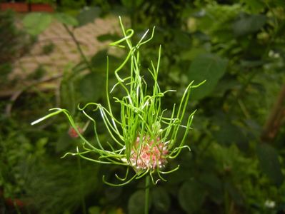 Allium Hair (2017, June 08)