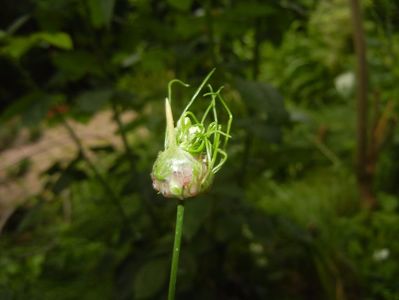 Allium Hair (2017, June 08)