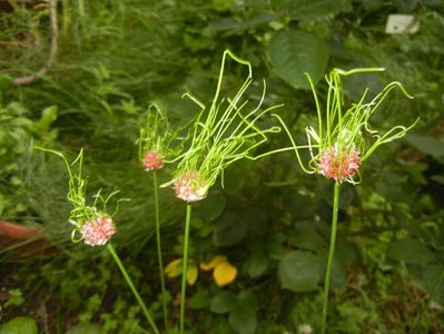 Allium Hair (2017, June 08)