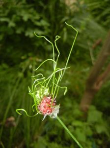 Allium Hair (2017, June 08)