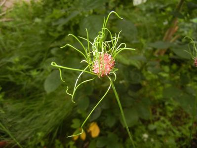 Allium Hair (2017, June 10)