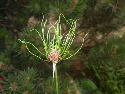 Allium Hair (2017, June 10)