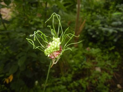 Allium Hair (2017, June 10)