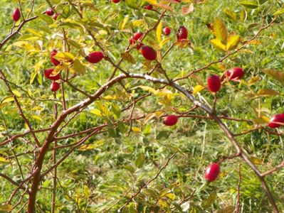 rosa canina