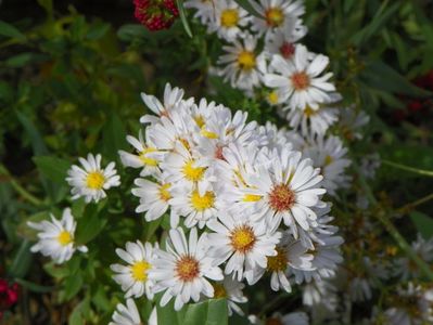 aster Schneekissen