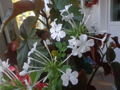 Plumbago zeylanica