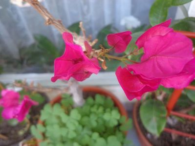 Bougainvillea