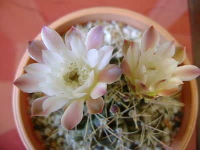 Gymnocalycium mihanovichii; 22 oct. 2017
