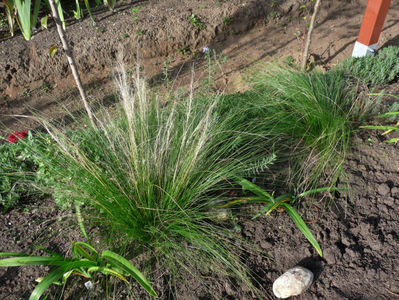 Stipa tenuissima; P2280318
