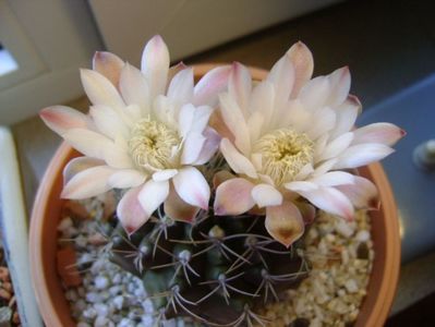 Gymnocalycium mihanovichii