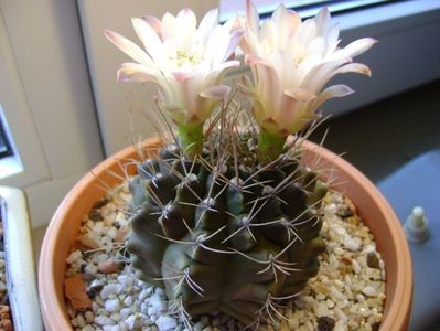 Gymnocalycium mihanovichii