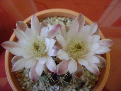 Gymnocalycium mihanovichii