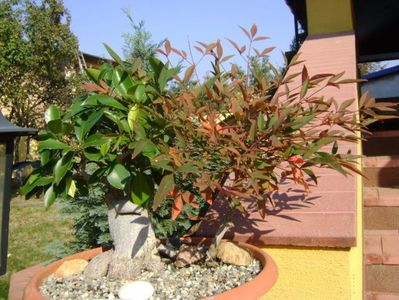 Ficus ginseng si Nandina domestica (Sacred bamboo)