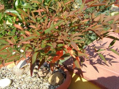 Nandina domestica (Sacred bamboo)