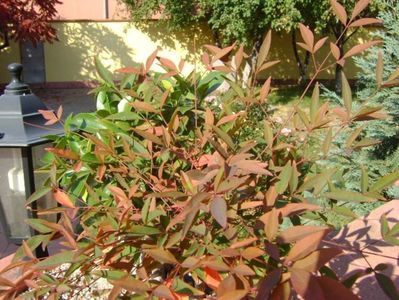 Nandina domestica (Sacred bamboo)