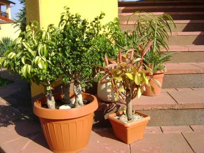 Diverse varietati de ficus