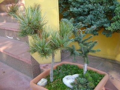 Abies pinsapo & Pinus ”Shizukagoten”