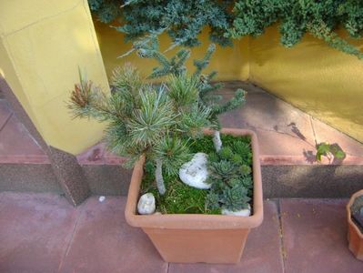 Abies pinsapo & Pinus ”Shizukagoten”