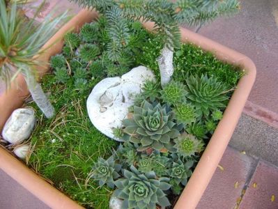 Abies pinsapo & Pinus ”Shizukagoten”, detalii