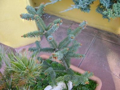 Abies pinsapo