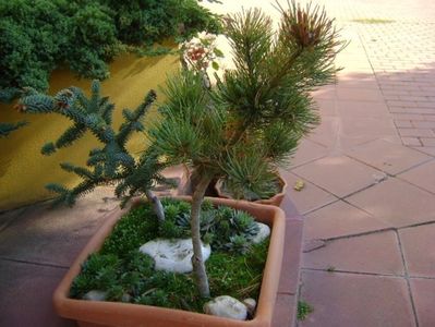 Pinus ”Shizukagoten”