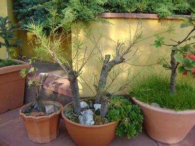 Grup de bonsai si prebonsai