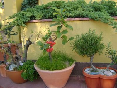 Grup de bonsai si prebonsai