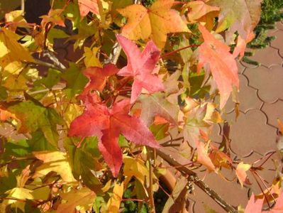 Liquidambar