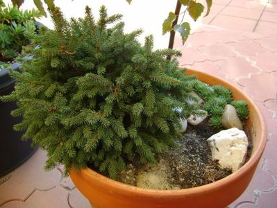 Picea abies Little Gem