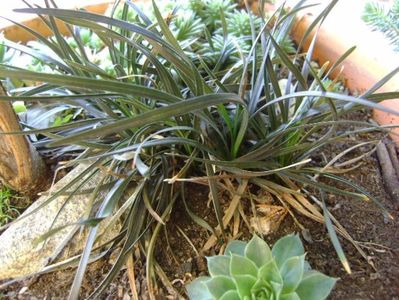 Barba sarpelui (Ophiopogon planiscapus)