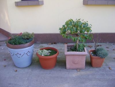 Grup de bonsai si prebonsai