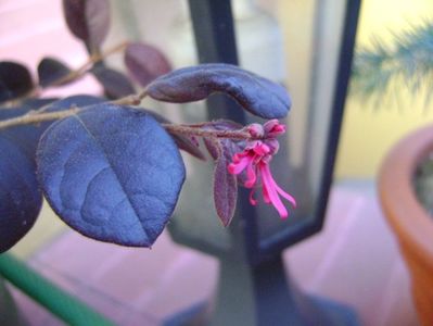 Loropetalum chinensis