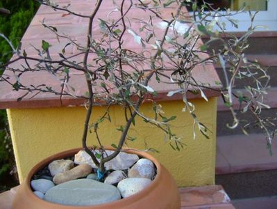 Corokia cotoneaster